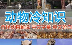外面卖1699的国外纪录片解说(动物解说、美食、动画片)稳过中视频-知一资源网